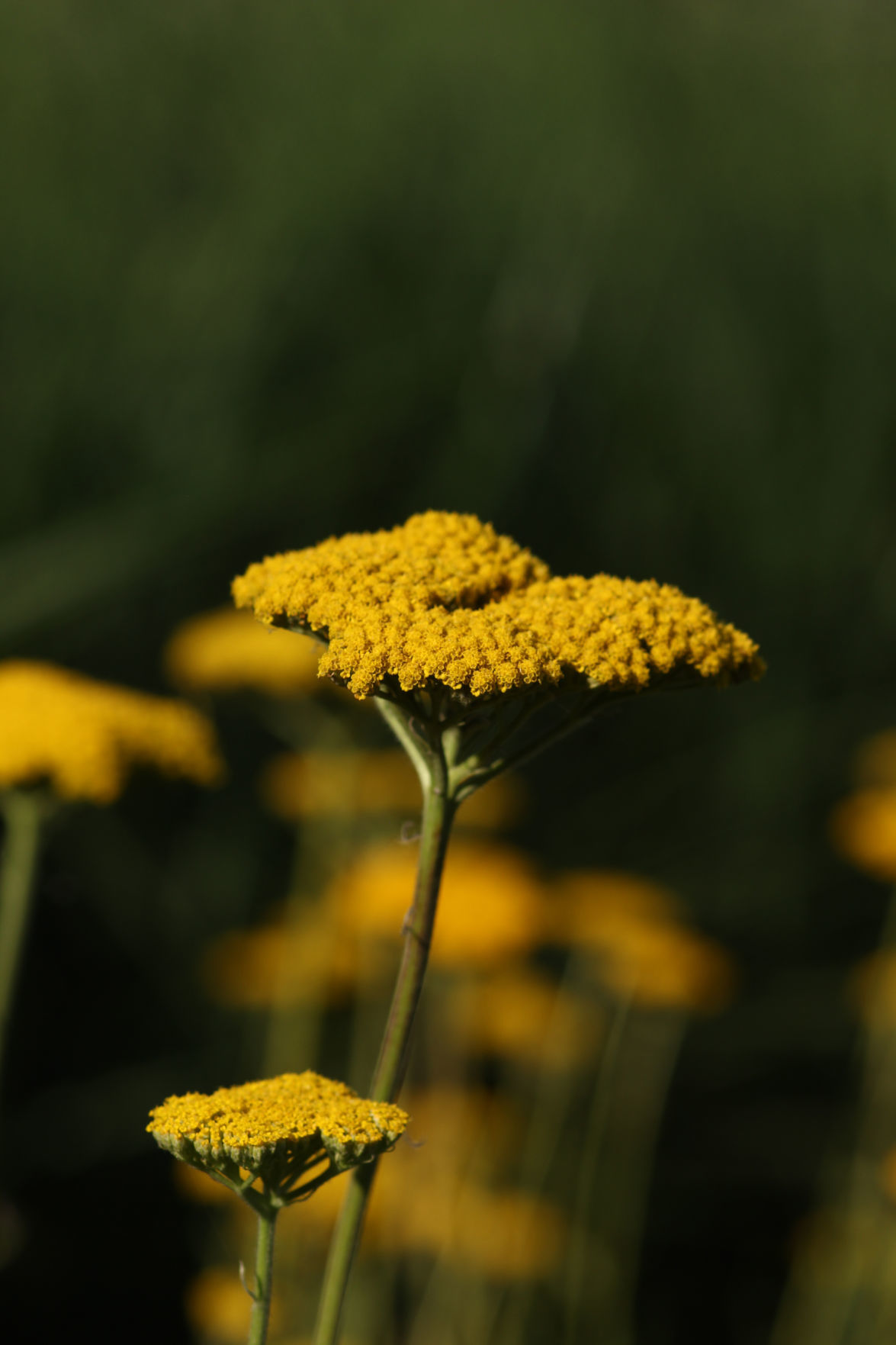 Yarrow_8567.jpg